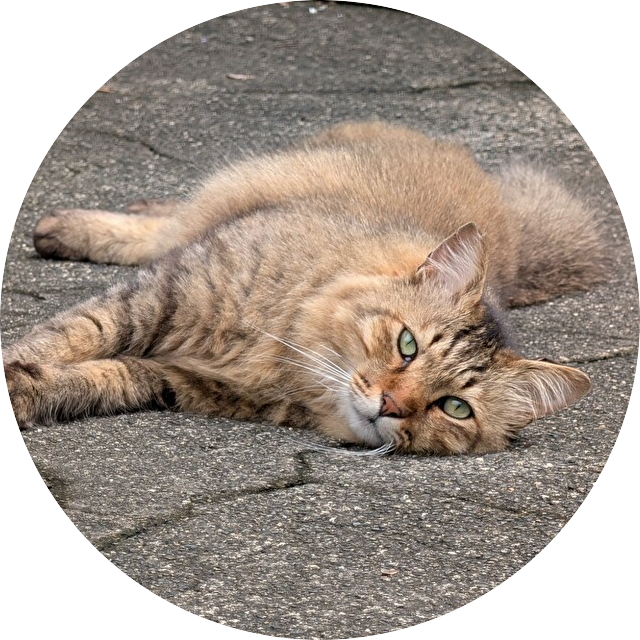 しかく